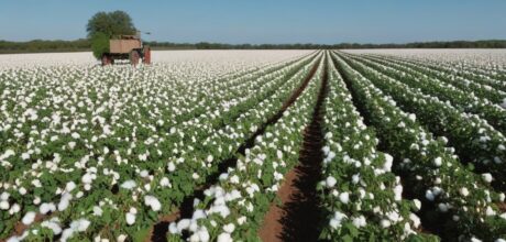 Padrões da Better Cotton Initiative: Guia Completo
