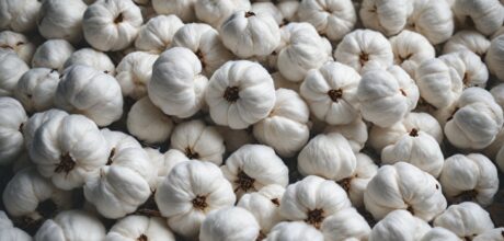 A Importância do Algodão na Indústria da Moda e seu Impacto Sustentável