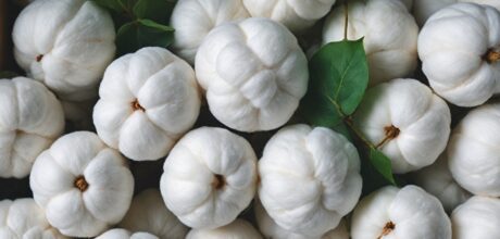 Impacto do Algodão na Indústria de Embalagens Sustentáveis