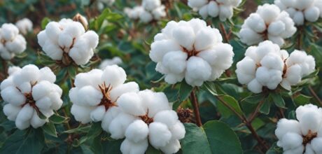 Os Maiores Produtores de Algodão do Mundo e Seu Impacto na Economia Global