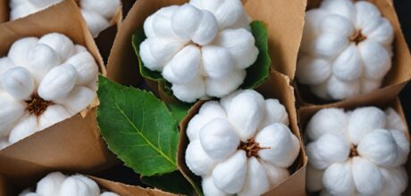O papel do algodão na revolução das bioembalagens ecológicas